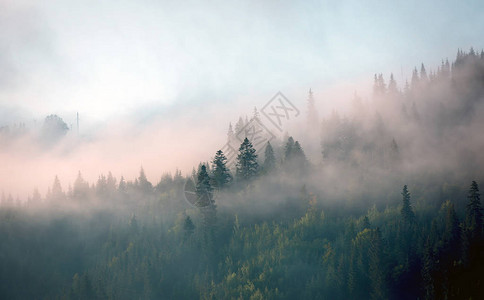 森林中有雾的晨景图片