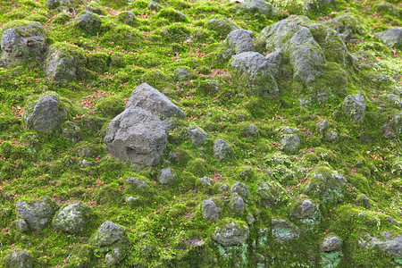 天然绿色苔藓纹理和背景特写图片