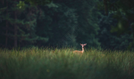 森林中高草之间的雄鹿图片