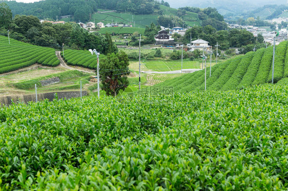 绿茶新田图片