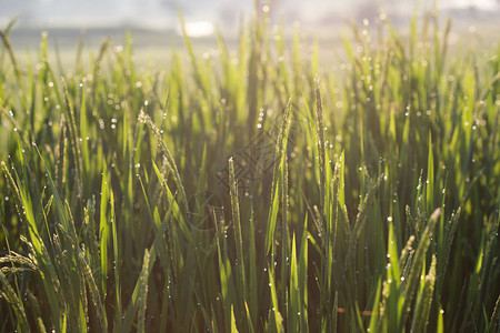 农业耕作的早晨稻田图片