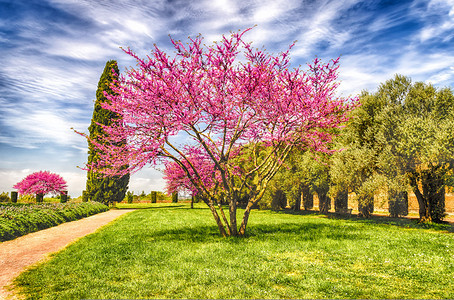 美丽的意大利花园有鲜花樱桃树图片