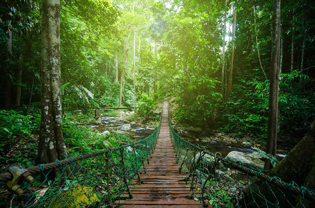 过河的吊桥被绿色雨林环绕图片