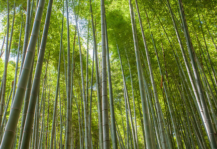 京都岚山旅游区美丽的竹林图片