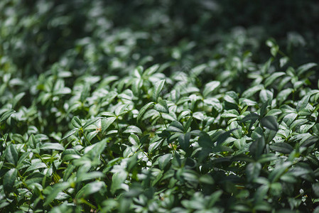 夏季草地上长春花植物的绿叶图片