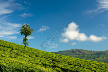 印度喀拉邦Munnar山茶叶种植园图片