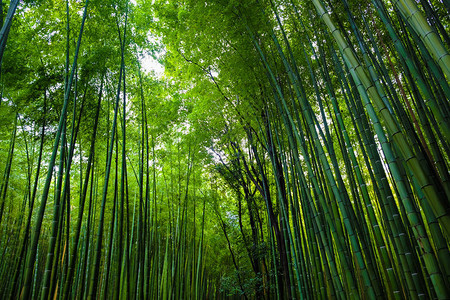 日本京都岚山绿竹林旅游背景图片