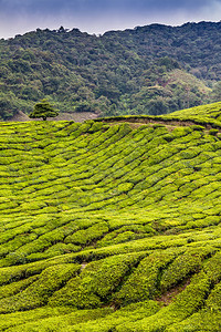 具有对角途径的茶叶种植园绿山马来西图片