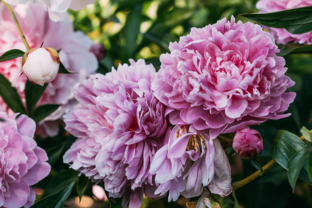 花园里粉红色牡丹花的特写图片