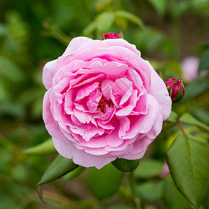 粉红色玫瑰在花园里开图片