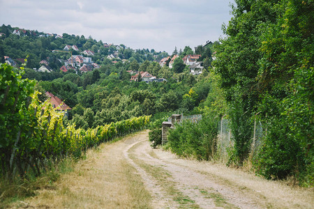 德国Wurzburg村和葡萄园农村通往村庄和葡萄园的道路图片