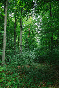 德国维尔茨堡森林中长着绿叶的美丽树木图片