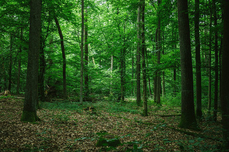 德国夏天美丽的绿色森林图片