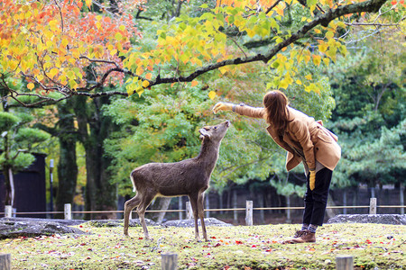 日本奈拉公园的秋季色图片