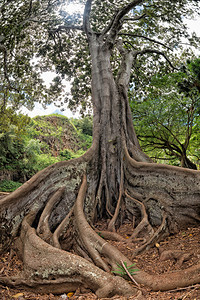 阿灵顿植物园的巨大根树图片