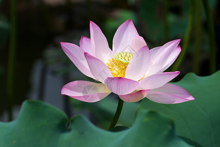 盛开的莲花中国荷花莲花图片素材