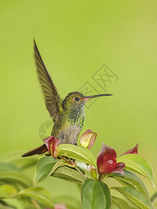 鲁弗斯尾巴蜂鸟在哥斯达黎加拍摄的一棵图片