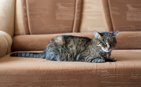 沙发上长着绿眼睛的灰猫图片