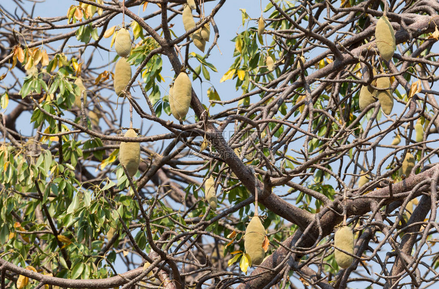 Baobab水果挂在博茨图片