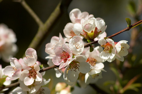 杏仁树枝上的粉红色花朵图片
