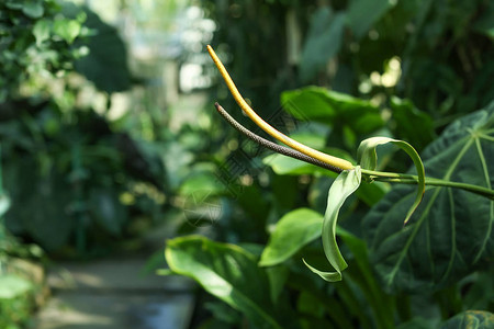 植物园中的热带植物特写图片