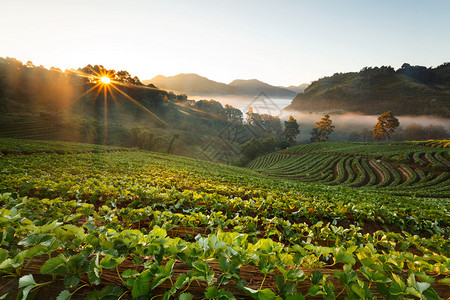 草莓花园的清晨日出dariangkhang山图片