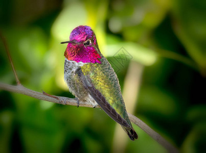 AnasHummingbird关背景图片