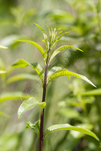 接近芳香植物LemonVerbenaAloysiadecr图片