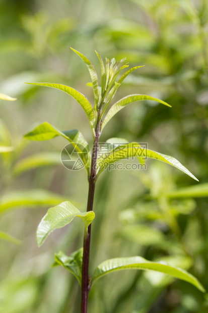 接近芳香植物LemonVerbenaAloysiadecr图片