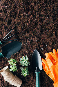 绿色植物园艺工具花盆和土壤上橡胶手图片