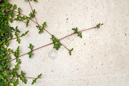 混凝土背景上的绿色匍匐植物图片