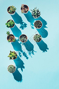 由蓝色绿栽培植物制成的字母图片