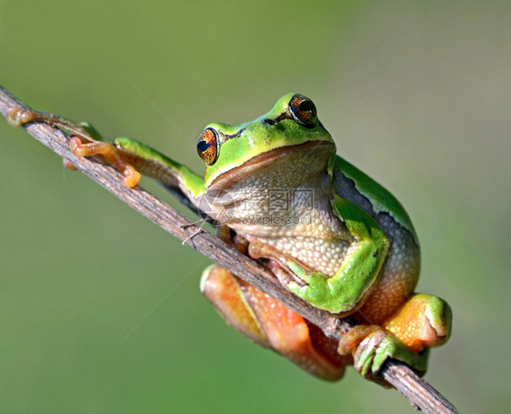 青蛙在自然栖息地图片