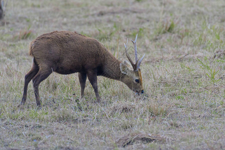 SambarDeer在森林图片