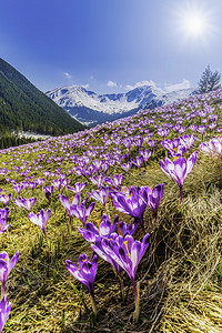 波兰塔特拉山的春番红花图片