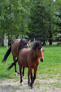 两匹栗色马在牧场上图片