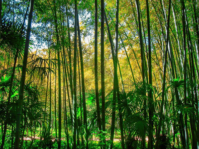 阳光下的竹林禅意风景图片