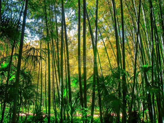 阳光下的竹林禅意风景图片
