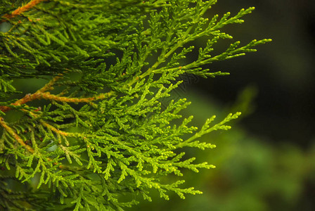 杜松绿枝在模糊的背景下特写植物园埃里图片