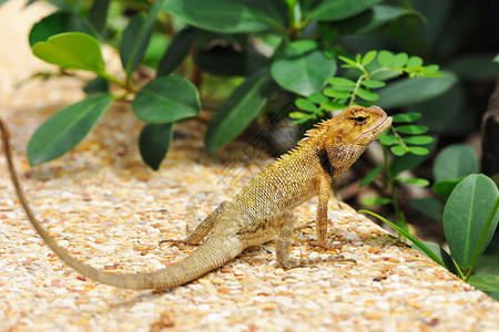 在泰国特写镜头的野生蜥蜴背景图片