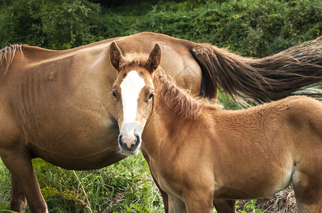 绿色植被背景中的棕色小马驹和母马图片