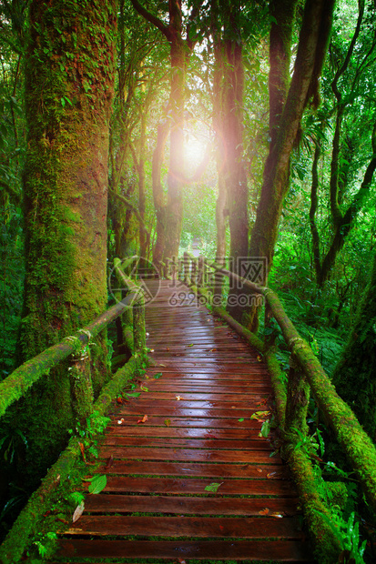 泰国北部清迈山雨林DoiInthanont公园的木路和美丽的耀斑光用于自然和荒野背景背景图片