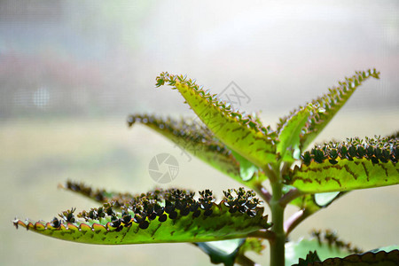 长寿花植物千人之母鳄鱼植物叶子图片