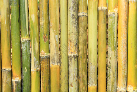 绿色竹墙背景背景图片