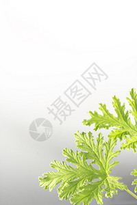 所有天然的柑橘氏菌植物图片