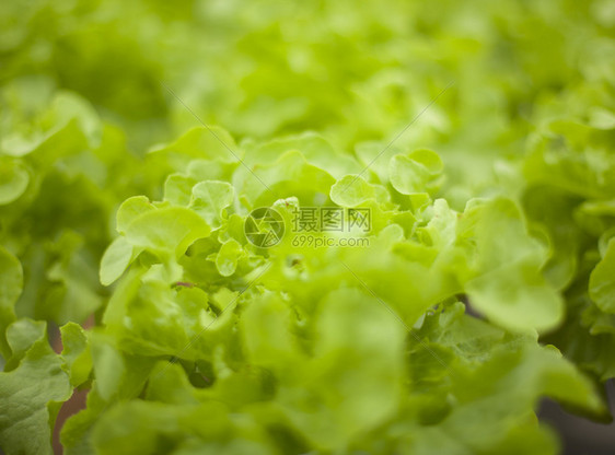 水培绿色植物质地和背景图片