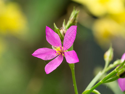 Talinumpaniculatum植物的粉红色花图片