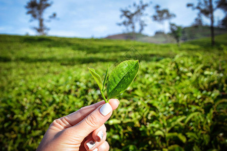 斯里兰卡茶园种植场上新鲜茶叶背景