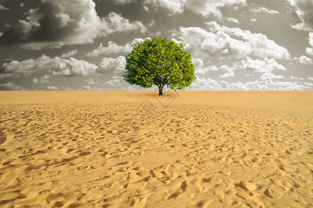一棵绿树独自在沙漠中图片