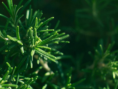 家庭花园在户外种植迷迭香草本春夏自然图片